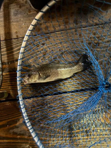 コイの釣果
