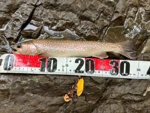 イワナの釣果