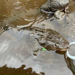 マゴチ