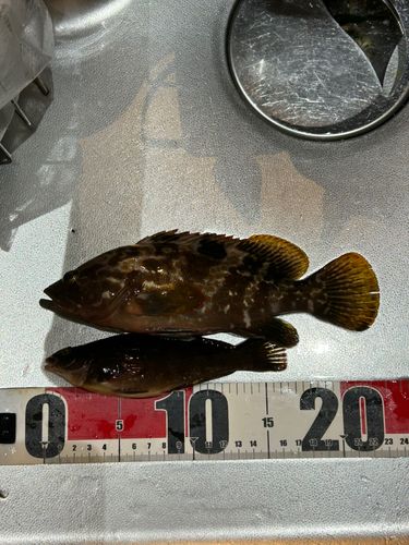 キジハタの釣果