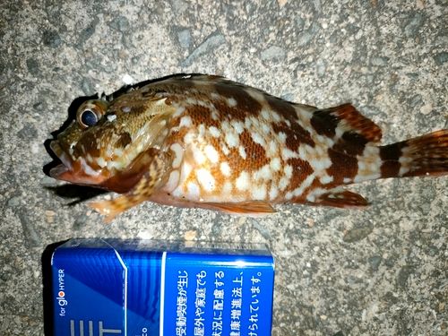 ガシラの釣果
