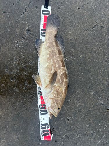 クエの釣果