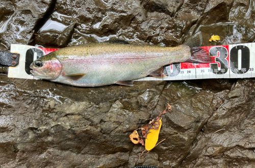 ニジマスの釣果