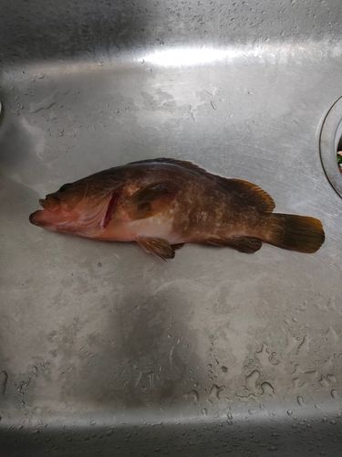 キジハタの釣果