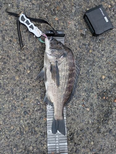 クロダイの釣果