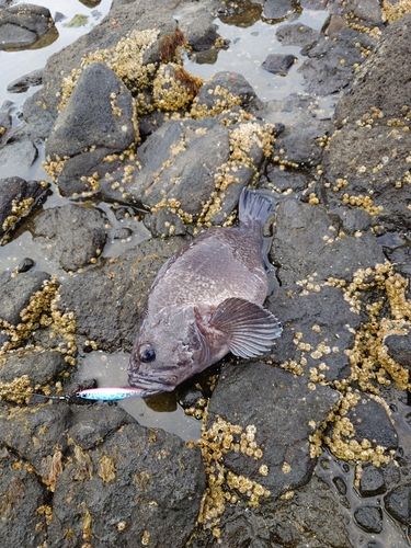 ソイの釣果