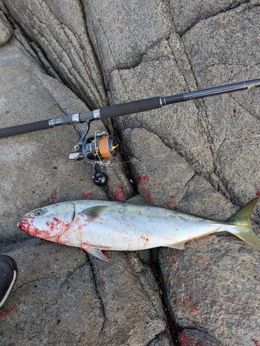 ワラサの釣果