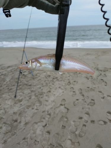キスの釣果