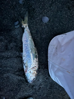 コノシロの釣果