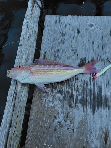 イトヨリダイの釣果
