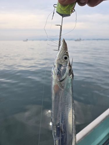 タチウオの釣果