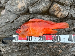 アカハタの釣果