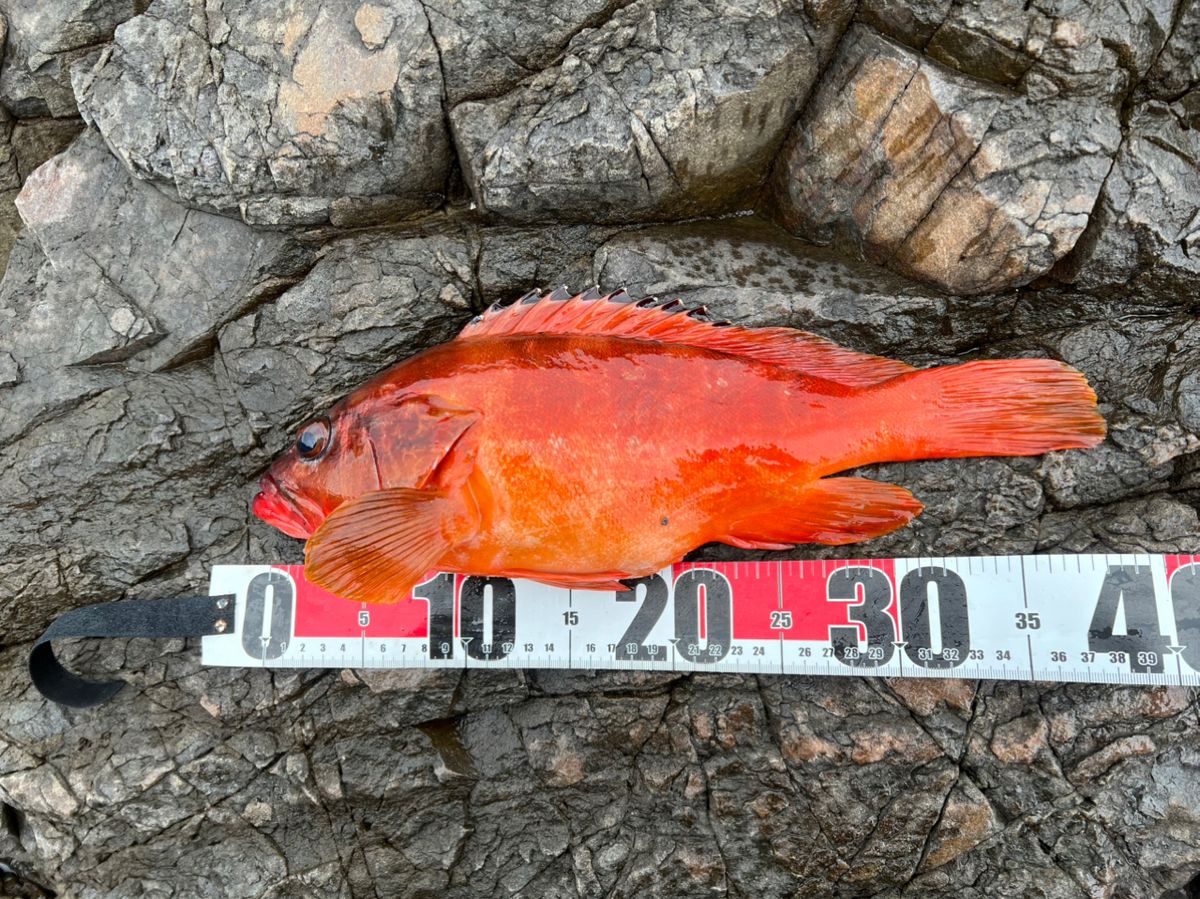 かず0408さんの釣果 1枚目の画像