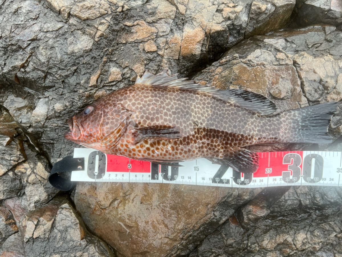 かず0408さんの釣果 2枚目の画像