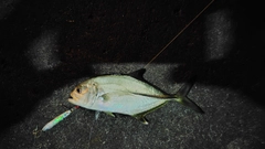 ギンガメアジの釣果