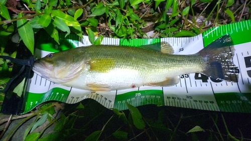 ブラックバスの釣果