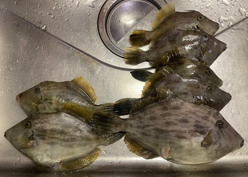 カワハギの釣果