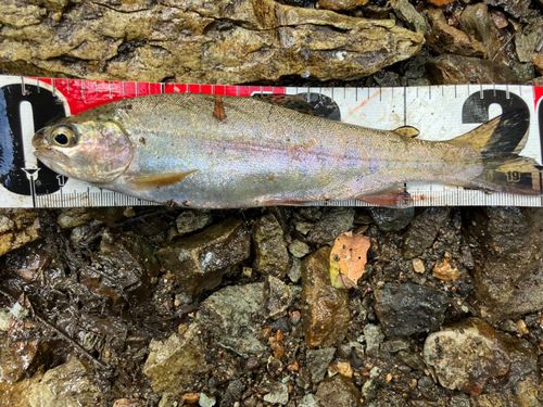 ニジマスの釣果