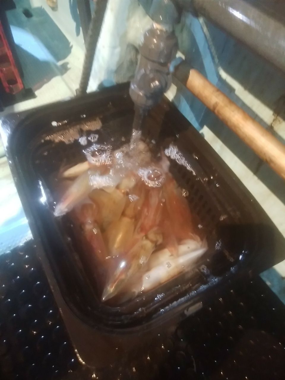 oceaninpact_yukawaさんの釣果 1枚目の画像