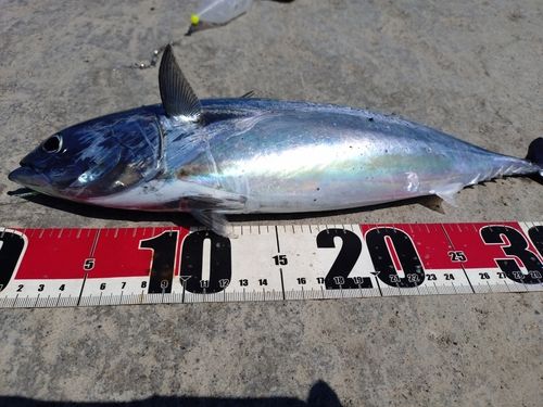 ソウダガツオの釣果