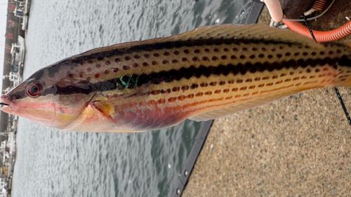 キュウセンの釣果