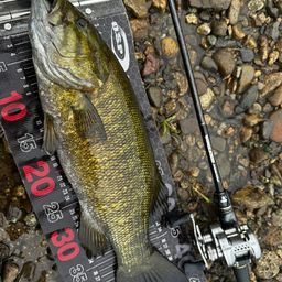 スモールマウスバス