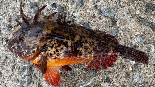 ハオコゼの釣果