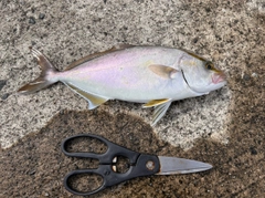 ネリゴの釣果