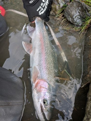 ニジマスの釣果
