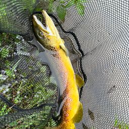 ブラウントラウト