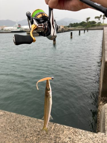 アカカマスの釣果