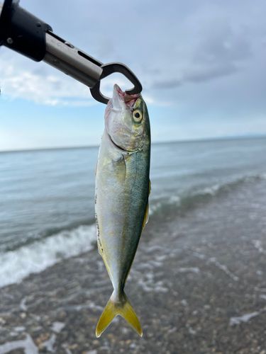 ワカシの釣果
