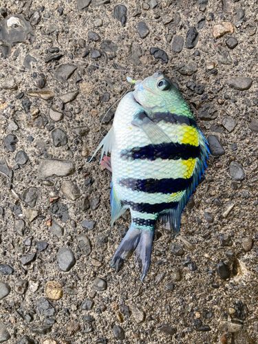 モジャコの釣果
