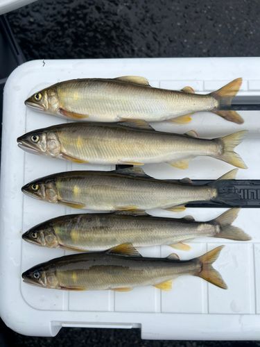 アユの釣果