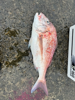 タイの釣果