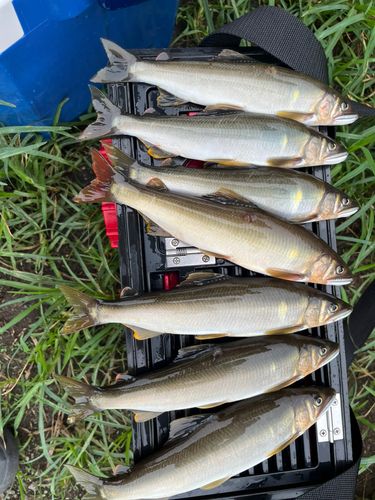 アユの釣果