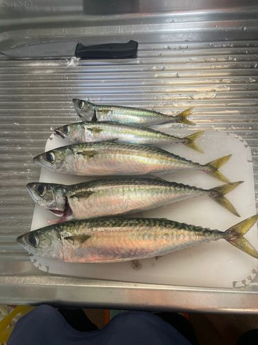 サバの釣果