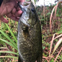 スモールマウスバス