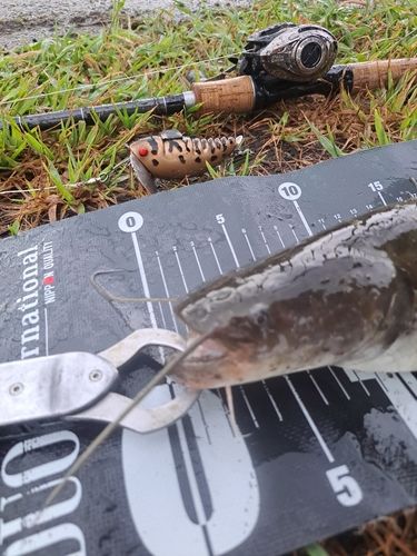 ナマズの釣果