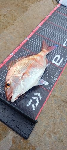 マダイの釣果