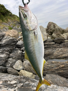 ハマチの釣果