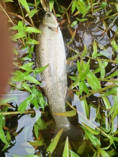 ウグイの釣果