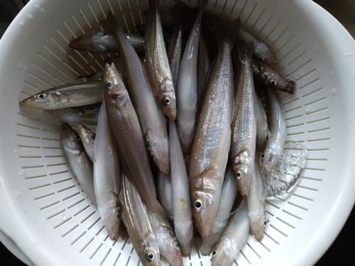 キスの釣果
