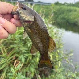 スモールマウスバス