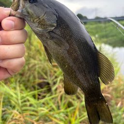 スモールマウスバス