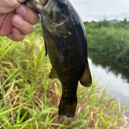 スモールマウスバス