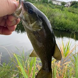 スモールマウスバス