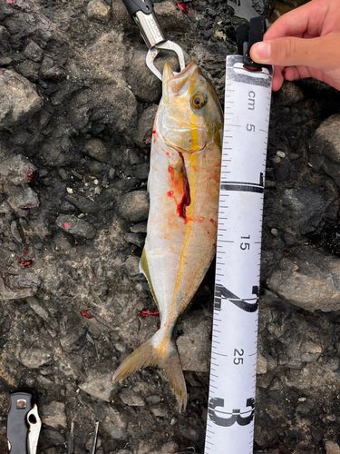 ショゴの釣果