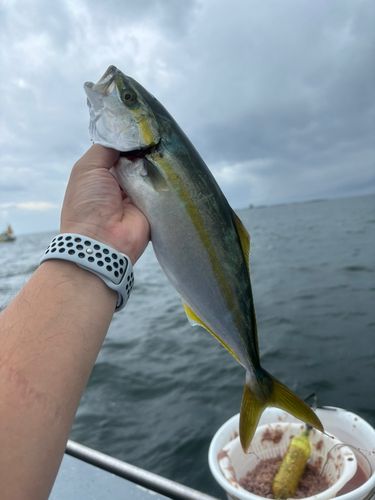 イナダの釣果