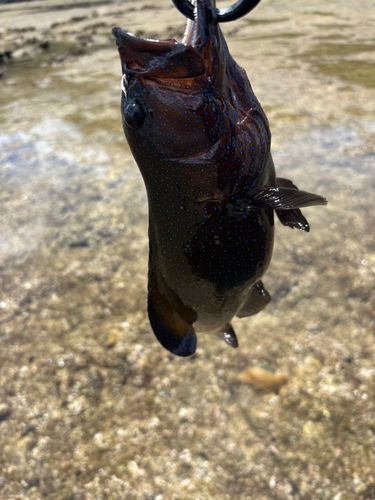 アオノメハタの釣果